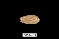 藏品(臺灣榧螺)的圖片